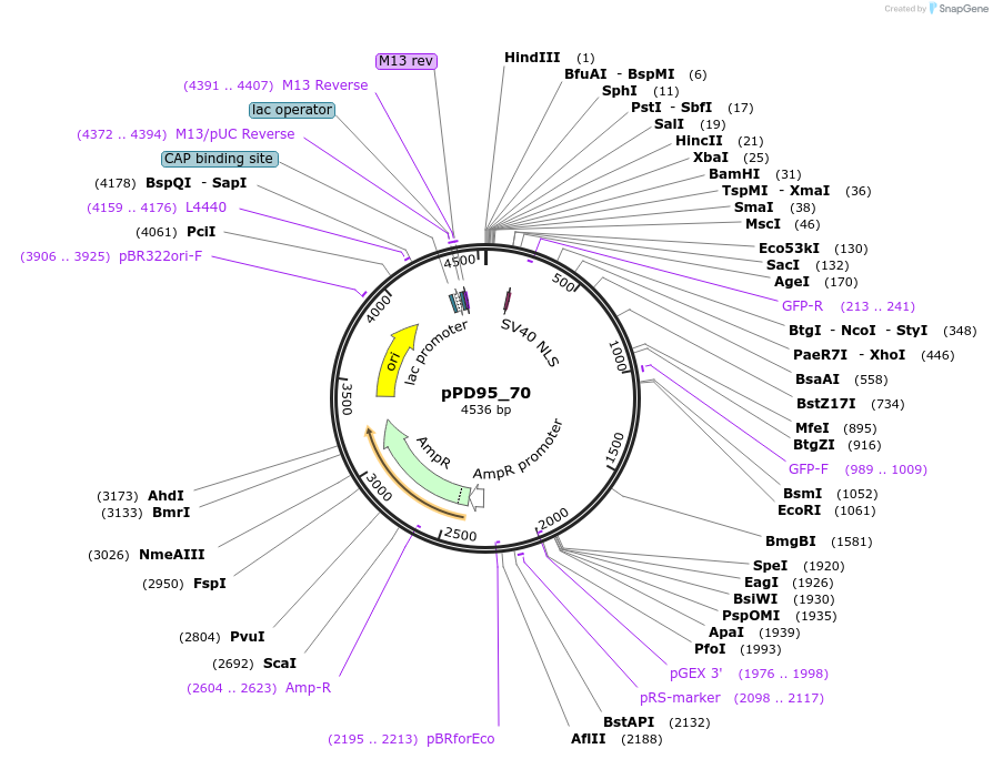 1492-plasmid-map-sequence-id-103