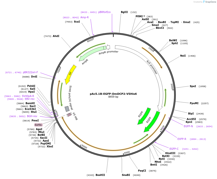 22410-plasmid-map-sequence-id-10303