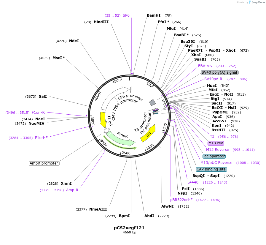 22416-plasmid-map-sequence-id-10305