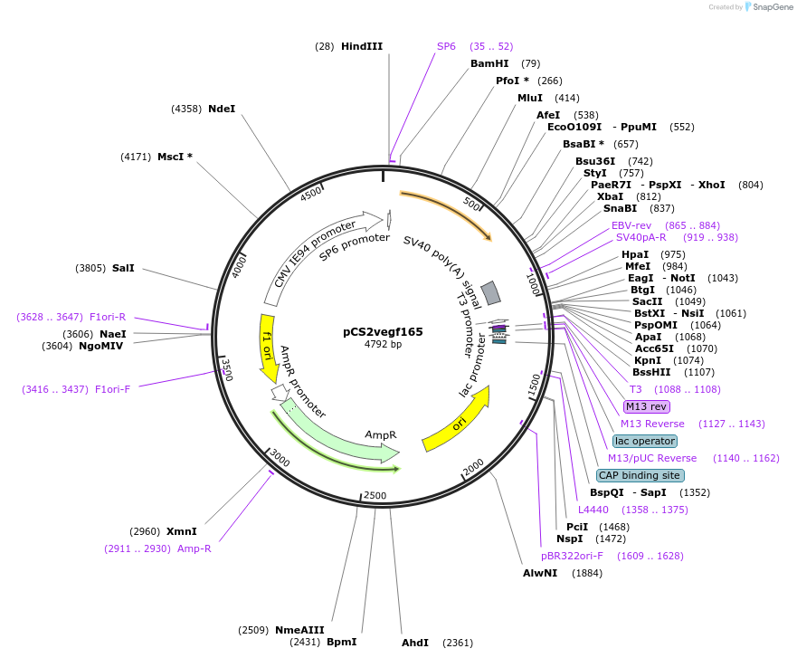 22417-plasmid-map-sequence-id-10306
