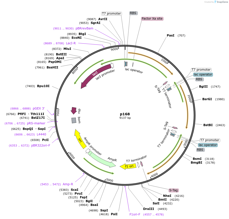 62618-plasmid-map-sequence-id-103064