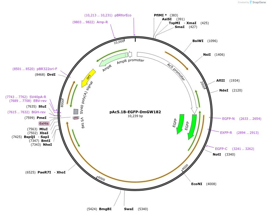 22419-plasmid-map-sequence-id-10307