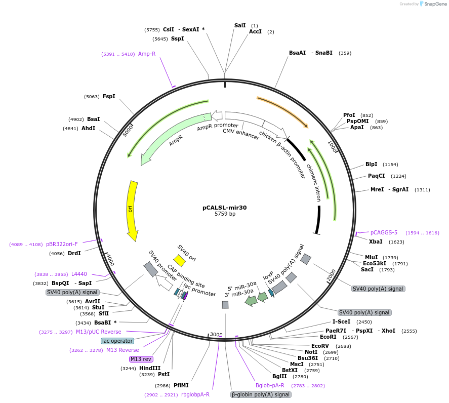 13786-plasmid-map-sequence-id-103099