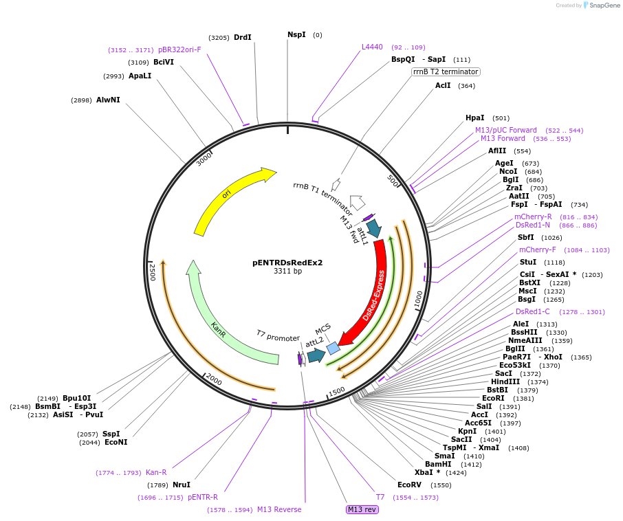 22451-plasmid-map-sequence-id-10313