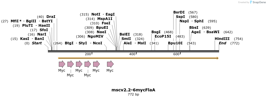 103175_map