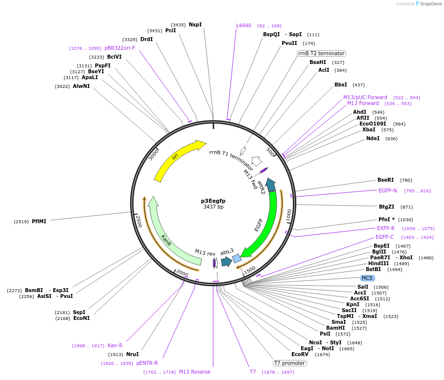 22462-plasmid-map-sequence-id-10320