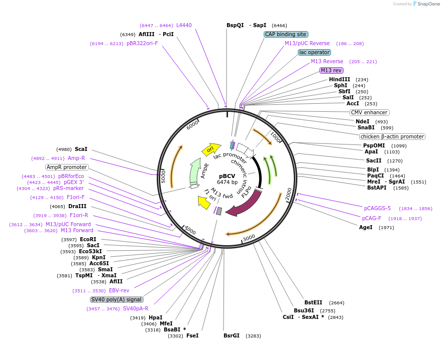 62659-plasmid-map-sequence-id-103217