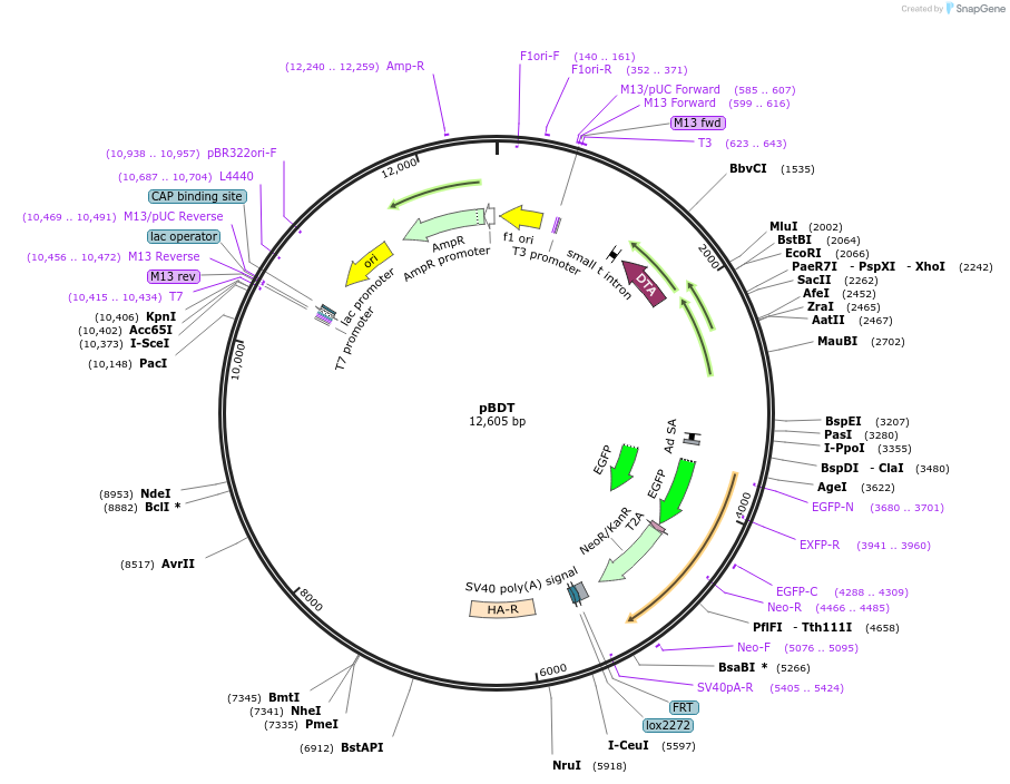 62660-plasmid-map-sequence-id-103218