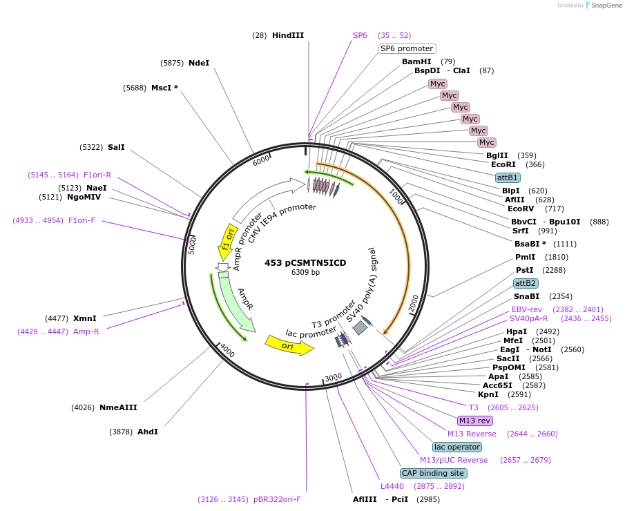 22466-plasmid-map-sequence-id-10324