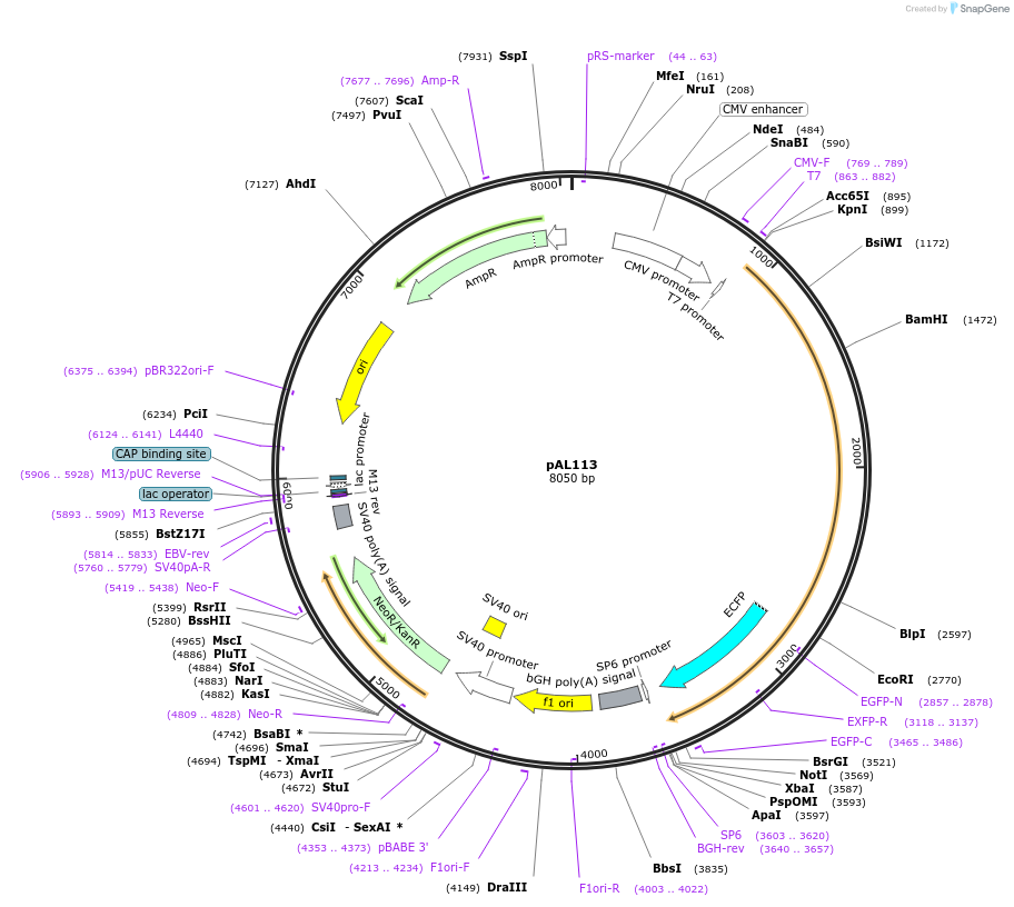 22471-plasmid-map-sequence-id-10325