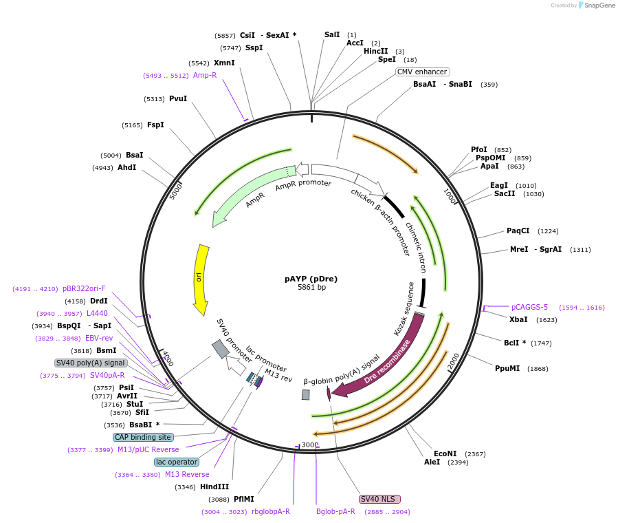 62709-plasmid-map-sequence-id-103264