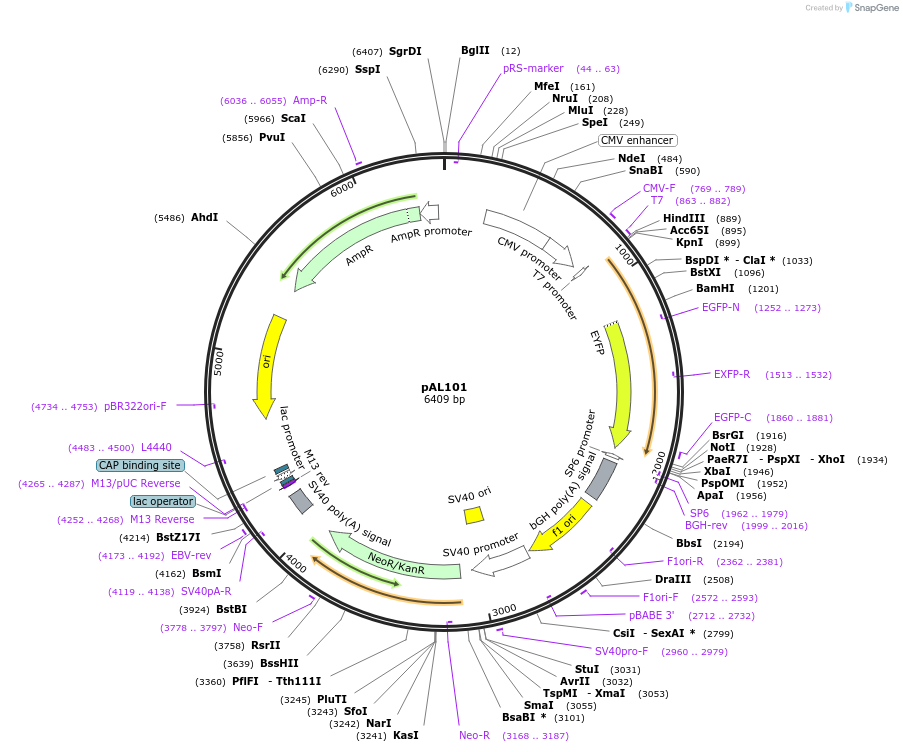 22474-plasmid-map-sequence-id-10327