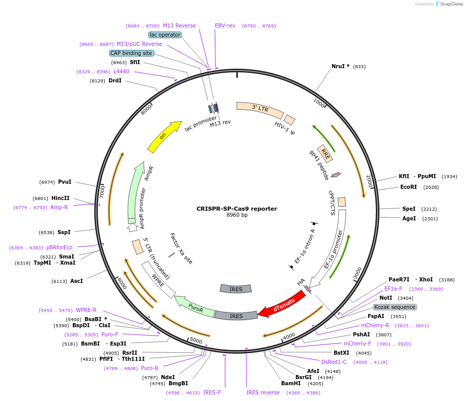 62733-plasmid-map-sequence-id-103272