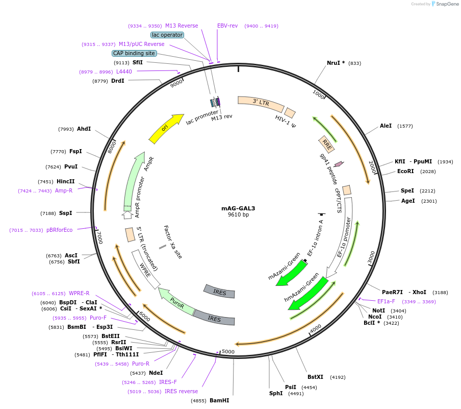 62734-plasmid-map-sequence-id-103275