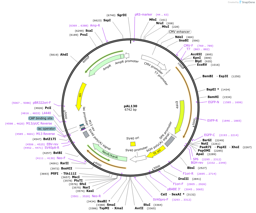 22475-plasmid-map-sequence-id-10328