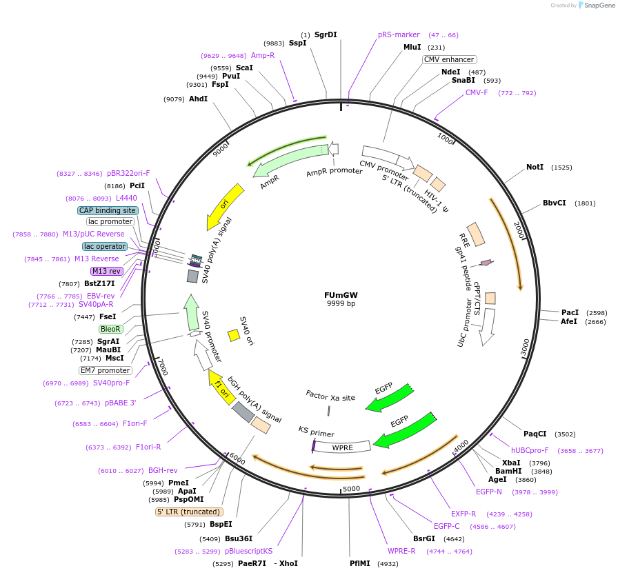 22479-plasmid-map-sequence-id-10330