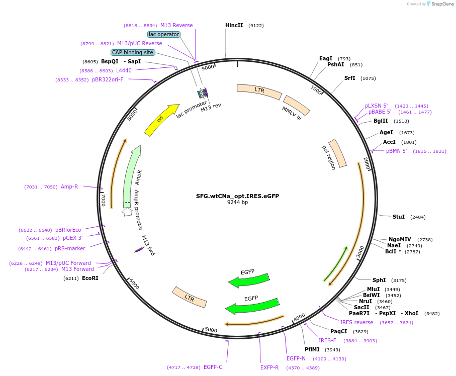 22489-plasmid-map-sequence-id-10333