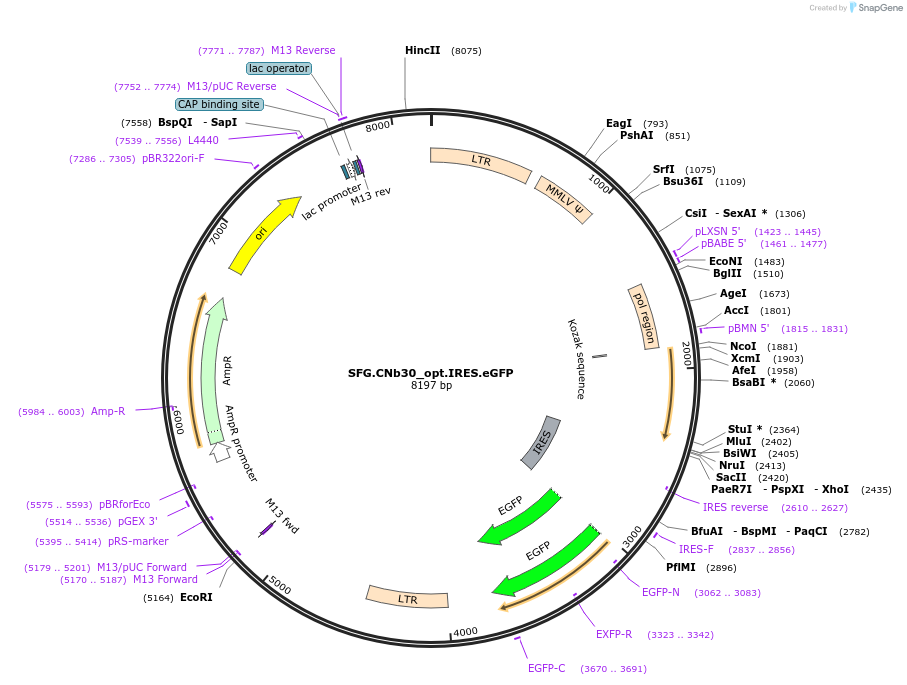 22493-plasmid-map-sequence-id-10337