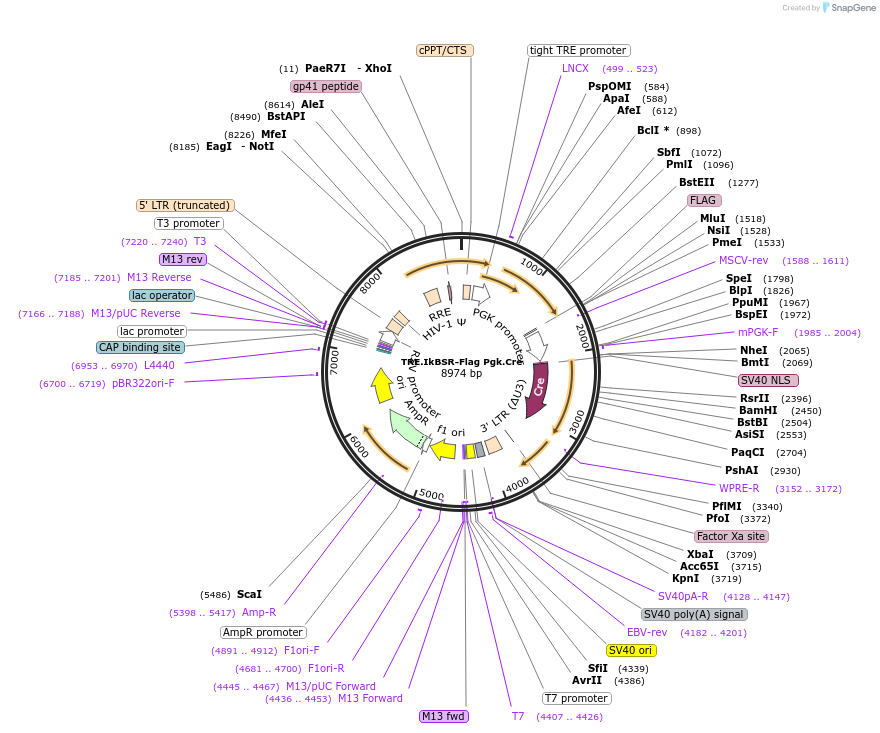 22504-plasmid-map-sequence-id-10341