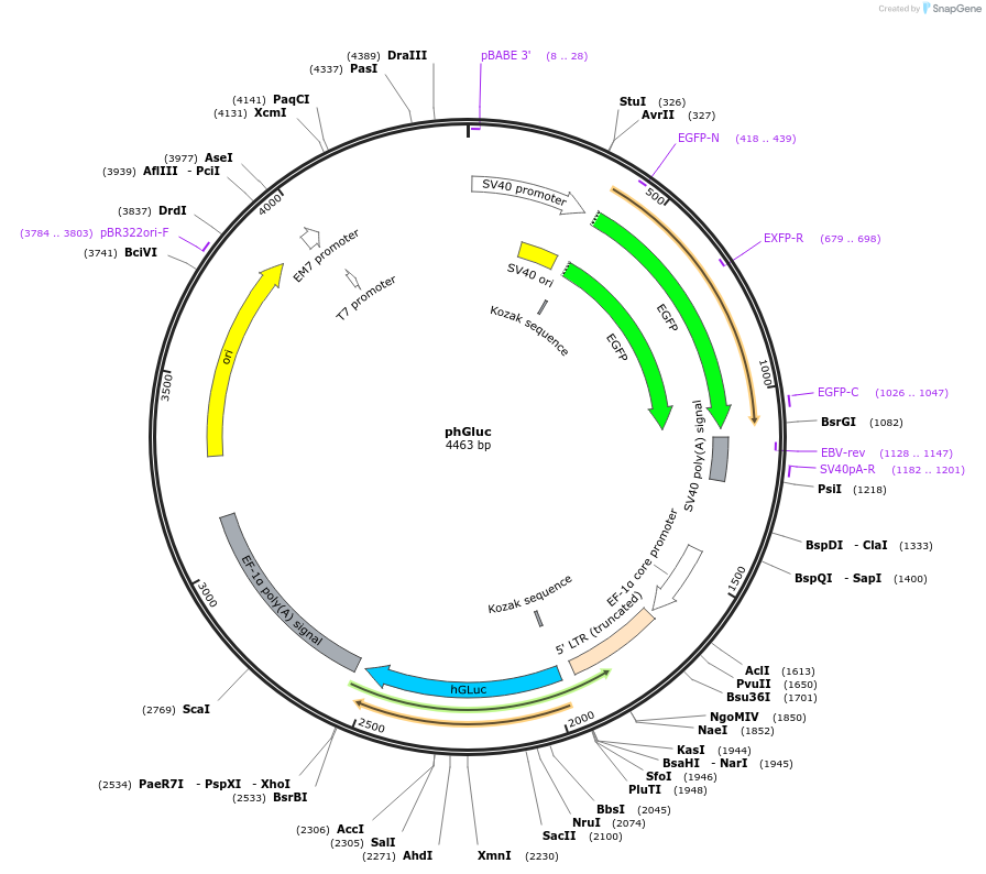 22522-plasmid-map-sequence-id-10351