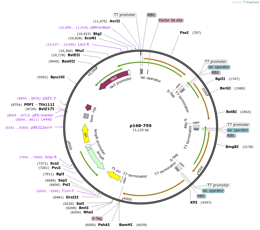 62619-plasmid-map-sequence-id-103510