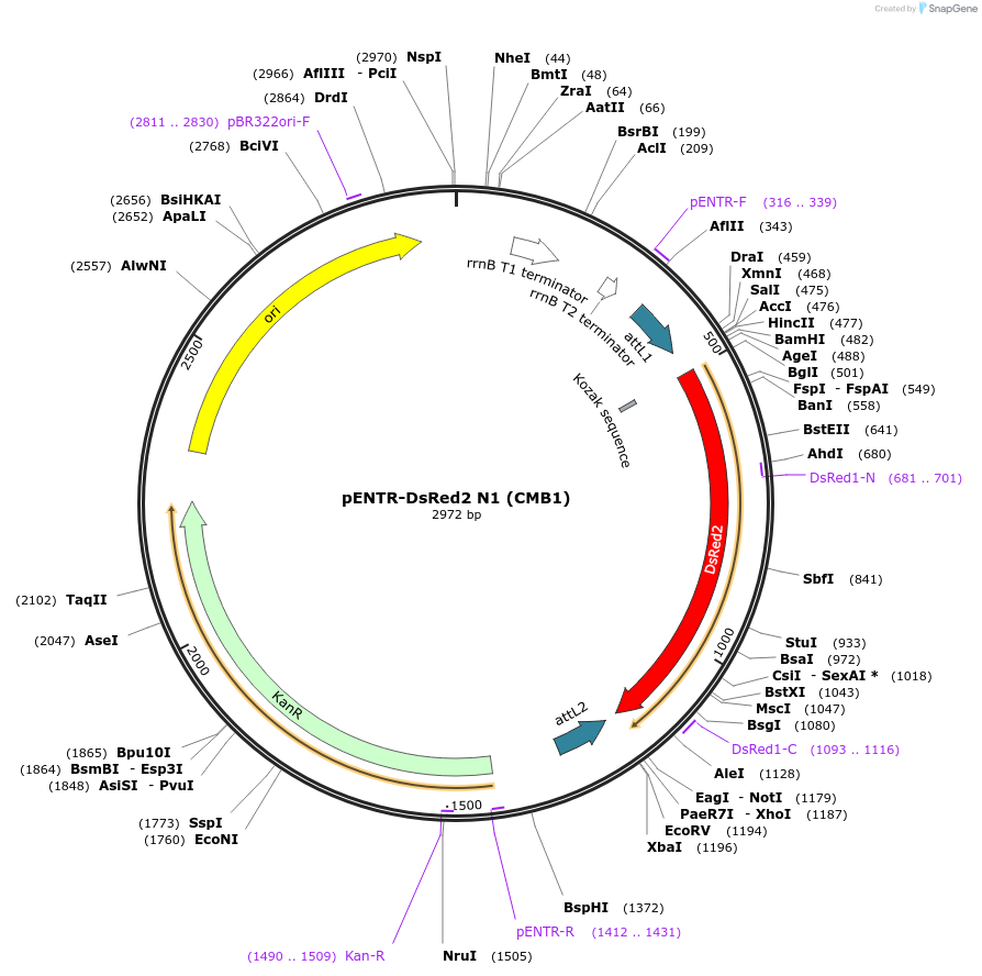 22523-plasmid-map-sequence-id-10353