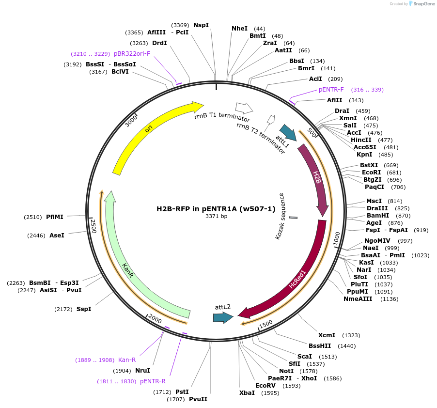22525-plasmid-map-sequence-id-10355