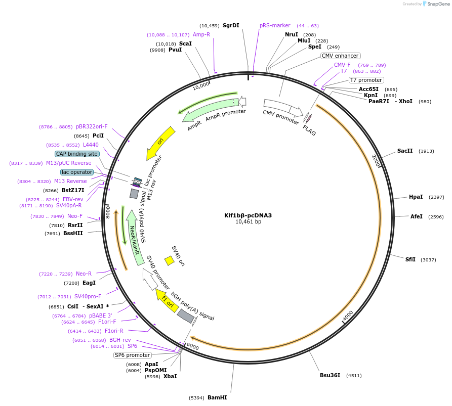 22534-plasmid-map-sequence-id-10363