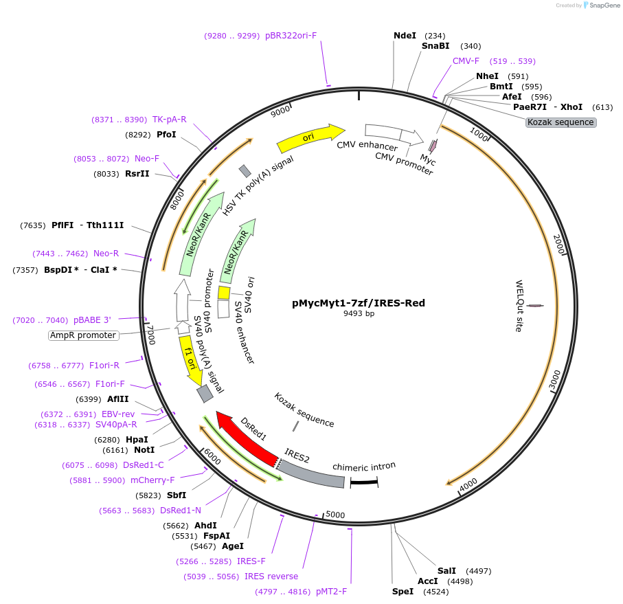 22652-plasmid-map-sequence-id-10364