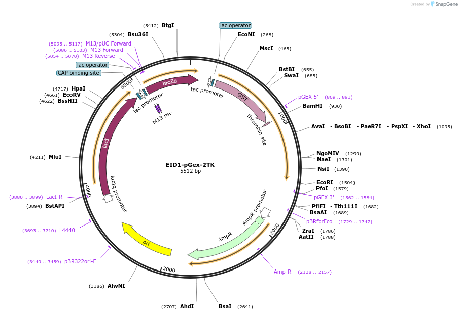 22689-plasmid-map-sequence-id-10375