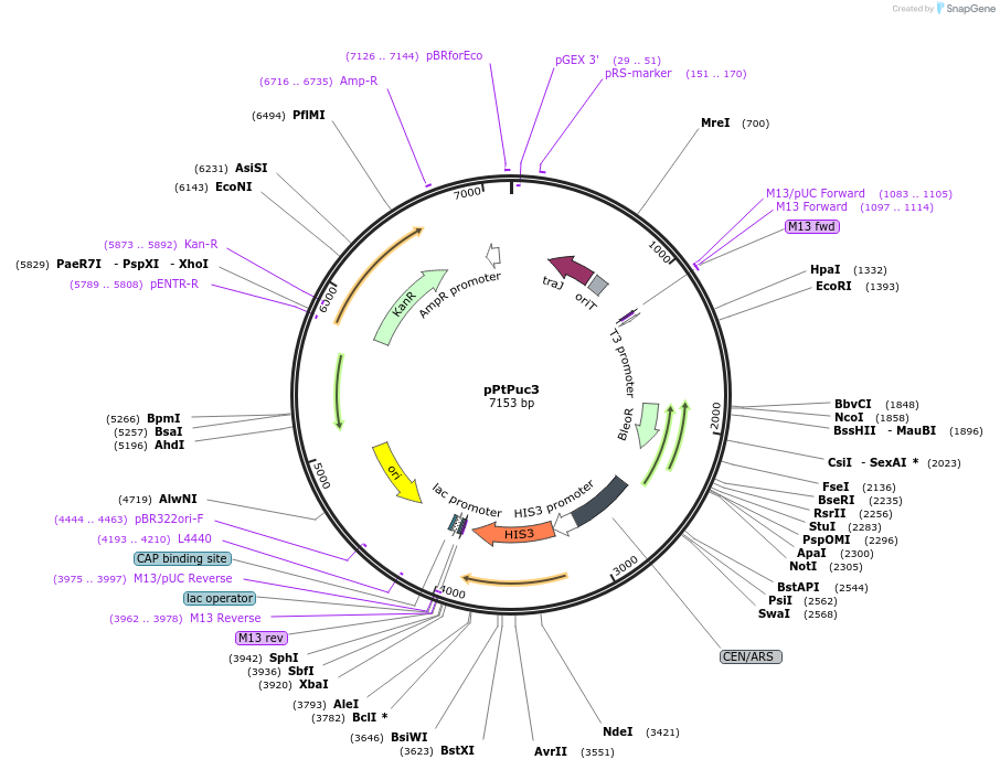 62863-plasmid-map-sequence-id-103794