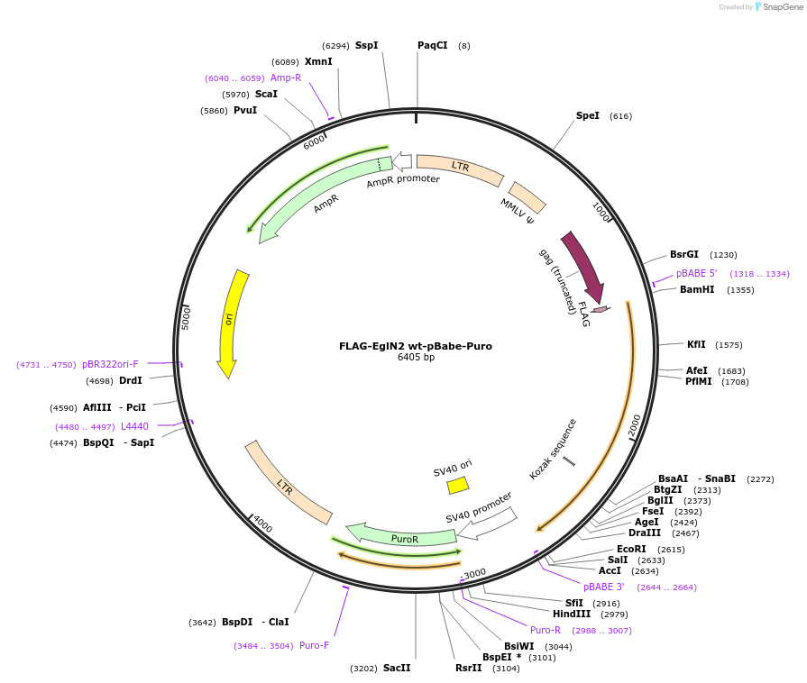 22704-plasmid-map-sequence-id-10381