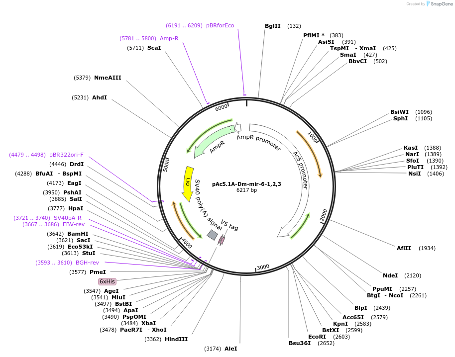 22789-plasmid-map-sequence-id-10388