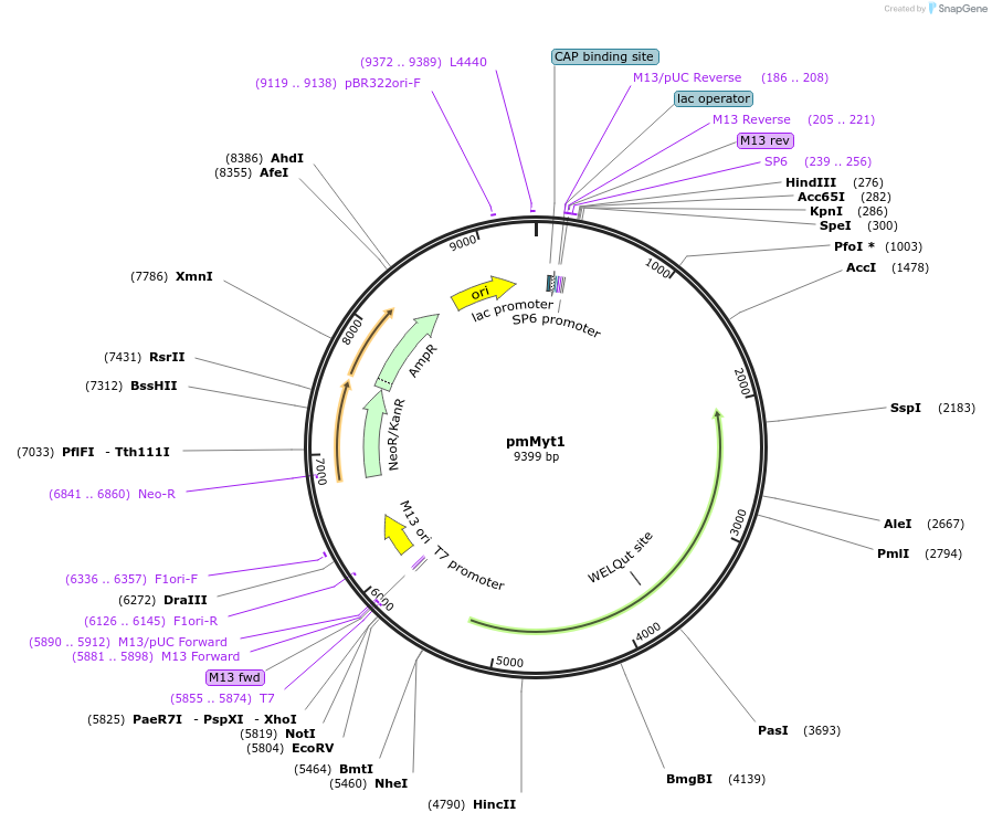 10389_map