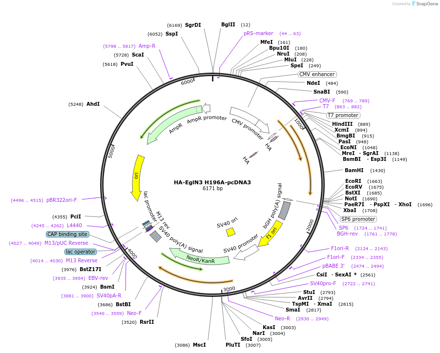 22717-plasmid-map-sequence-id-10391