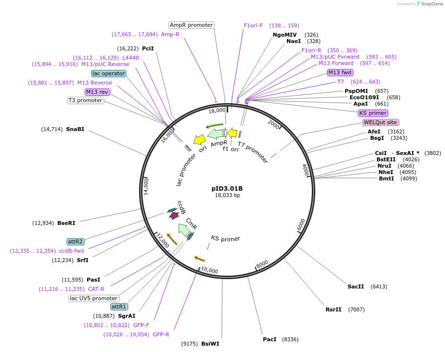 22720-plasmid-map-sequence-id-10392