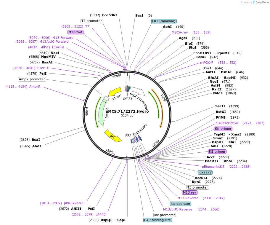 22731-plasmid-map-sequence-id-10394