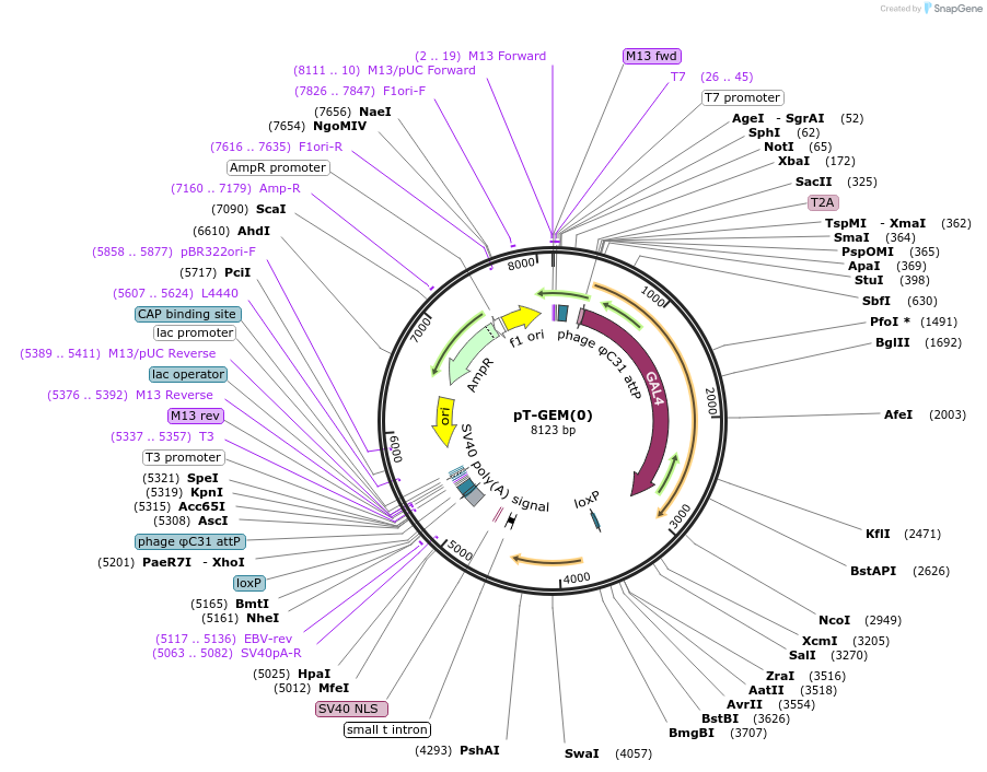 62891-plasmid-map-sequence-id-103965