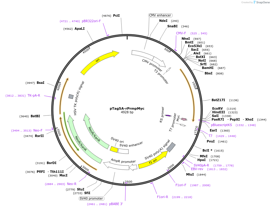 22734-plasmid-map-sequence-id-10397