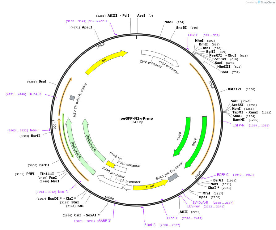 22735-plasmid-map-sequence-id-10398