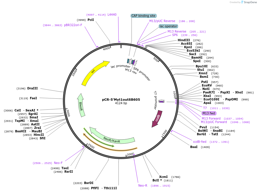 22738-plasmid-map-sequence-id-10401