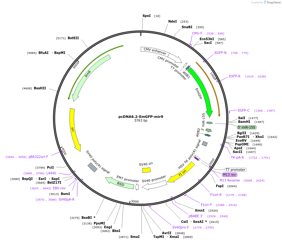 22741-plasmid-map-sequence-id-10404