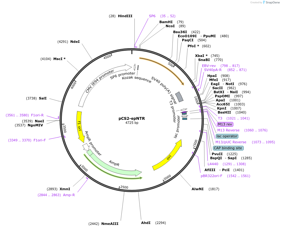 62213-plasmid-map-sequence-id-104048