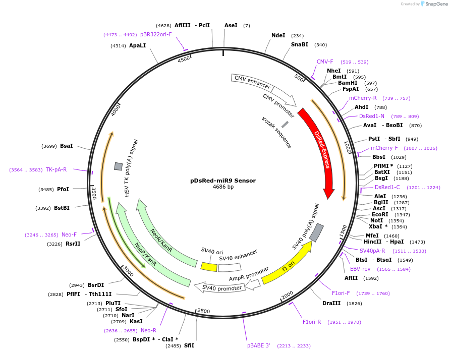 22742-plasmid-map-sequence-id-10405
