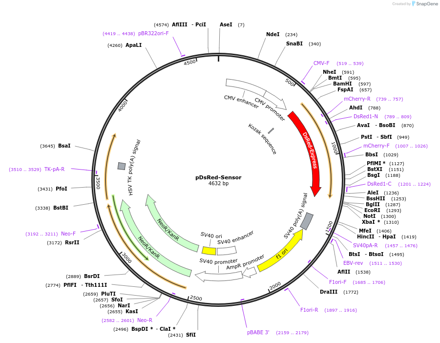 22743-plasmid-map-sequence-id-10406