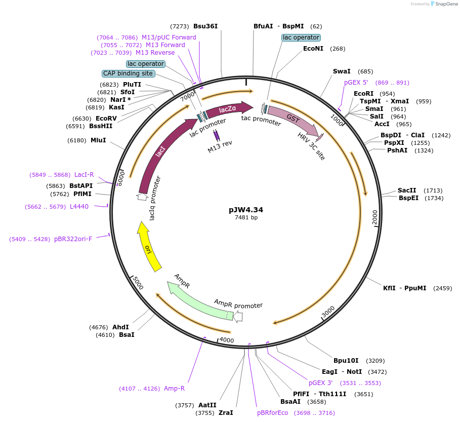 62881-plasmid-map-sequence-id-104083