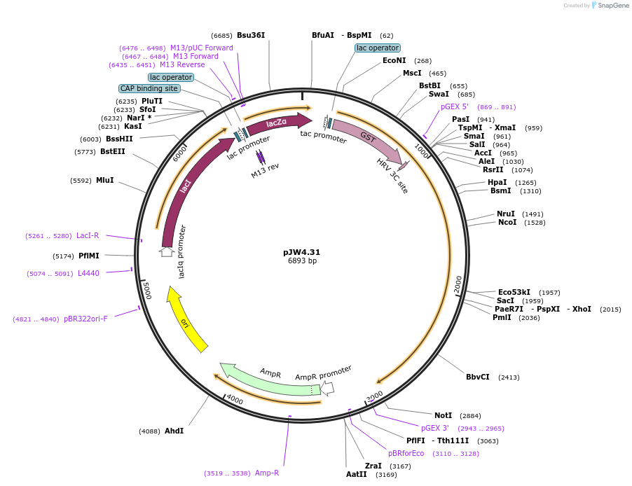 62879-plasmid-map-sequence-id-104086