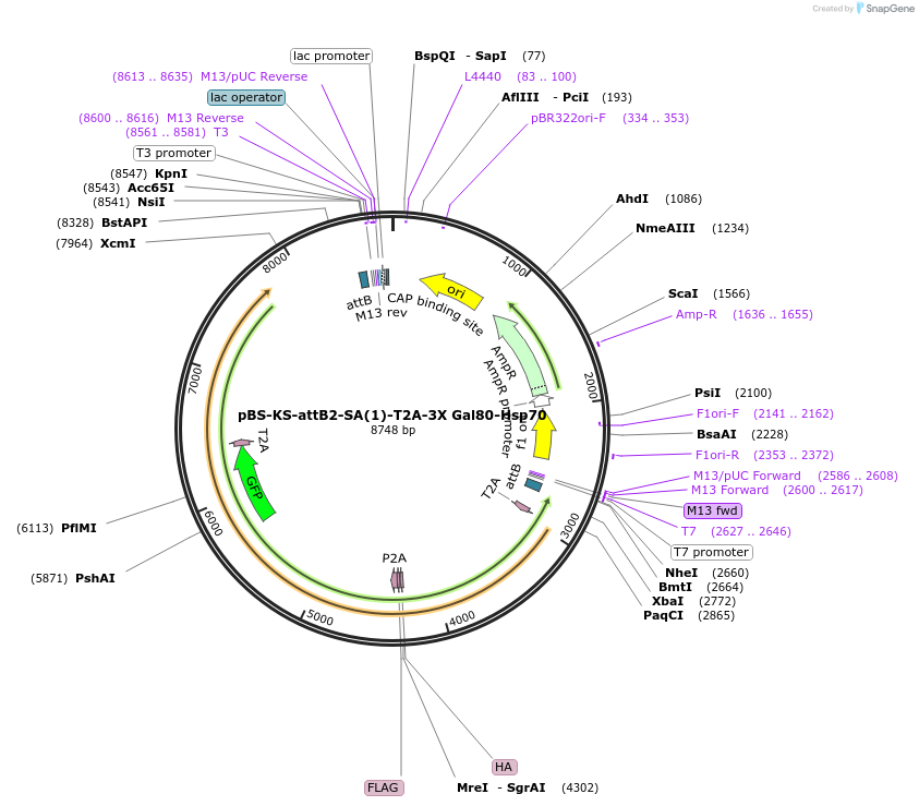 62952-plasmid-map-sequence-id-104090