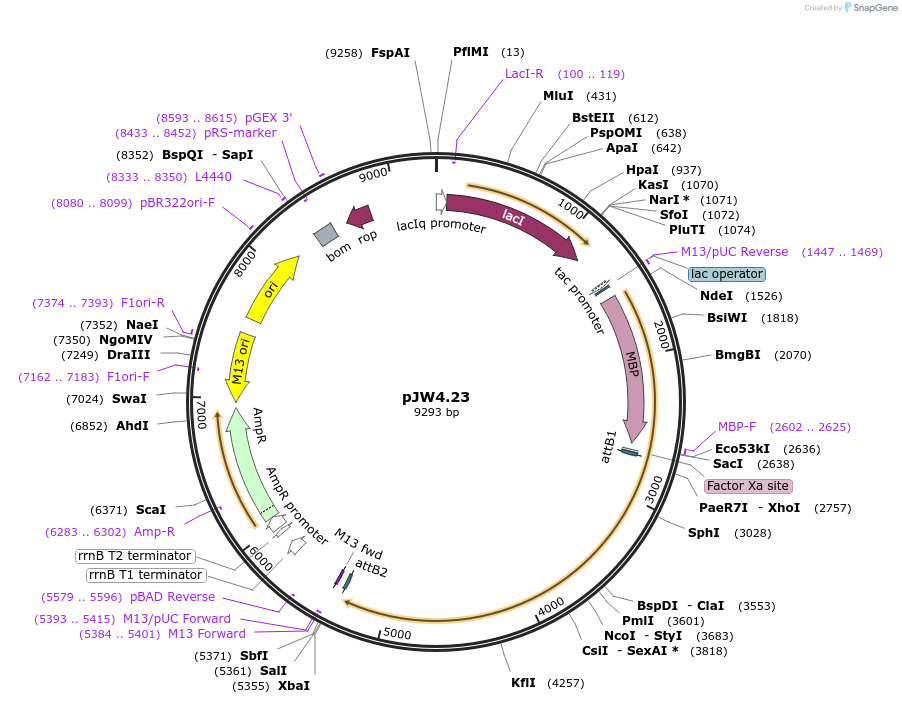 62876-plasmid-map-sequence-id-104091
