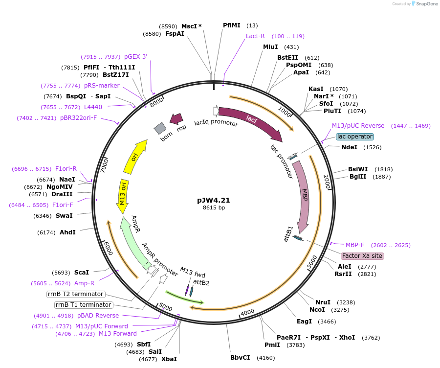 62875-plasmid-map-sequence-id-104093